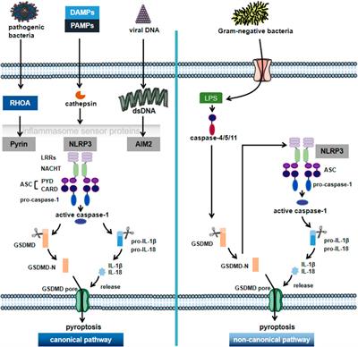 The Molecular Pathways of Pyroptosis in Atherosclerosis